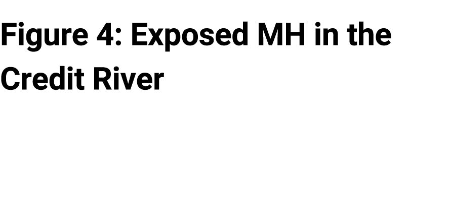 Figure 4: Exposed MH in the Credit River