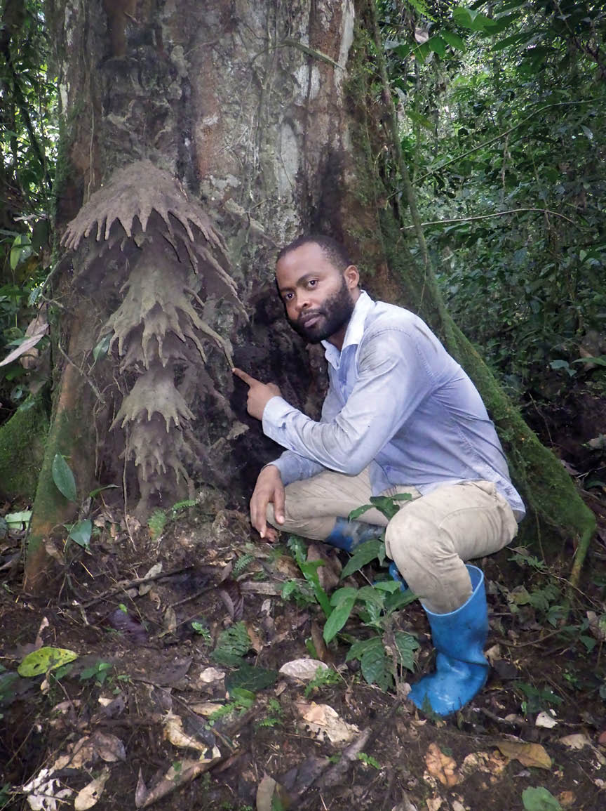 Au pied d'un arbre servant de support à une termitière, mission d'étude des okapis par camera trap CFCL Kanyama octobre 2023. At the foot of a tree serving as a support for a termite mound, okapi study mission by camera trap CFCL Kanyama October 2023.
