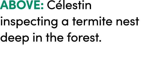 ABOVE: C lestin inspecting a termite nest deep in the forest.