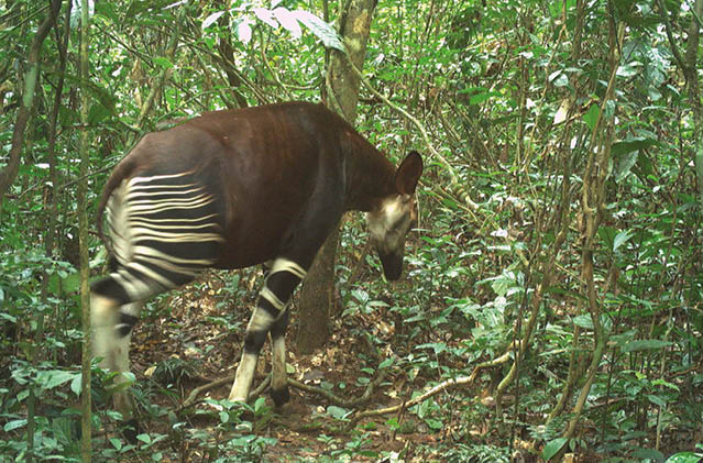 Okapi. Kanyama October 2023.